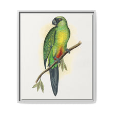 Masked Parrakeet (Prosopeia personata) colored wood-engraved plate by Alexander Francis Lydon