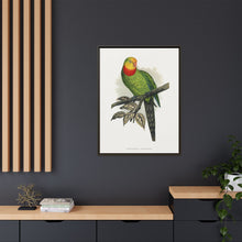 Barraband's Parakeet (Polytelis swainsonii) colored wood-engraved plate by Alexander Francis Lydon