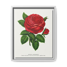 Red rose, General Jacquemont flower lithograph. Digitally enhanced from our own original 1900 edition plates of Botanical Specimen published by Rochester Lithographing - NOMADEN ART GALLERY