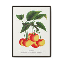 Gov Wood cherry lithograph. Digitally enhanced from our own original 1900 edition plates of Botanical Specimen published by Rochester Lithographing - NOMADEN ART GALLERY