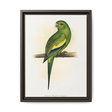 Canary-Winged Conure ( Brotogeris versicolurus) colored wood-engraved plate by Alexander Francis Lydon - NOMADEN ART GALLERY