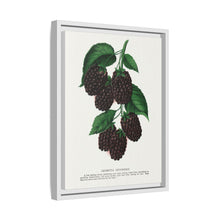 Lucretia Dewberry lithograph. Digitally enhanced from our own original 1900 edition plates of Botanical Specimen published by Rochester Lithographing