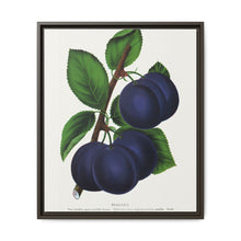 Niagara plum lithograph. Digitally enhanced from our own original 1900 edition plates of Botanical Specimen published by Rochester Lithographing - NOMADEN ART GALLERY
