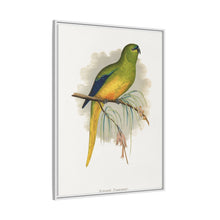 Elegant Parrakeet (Neophema elegans) colored wood-engraved plate by Alexander Francis Lydon