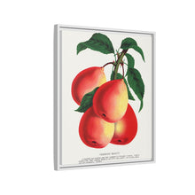 Vermont Beauty pear lithograph. Digitally enhanced from our own original 1900 edition plates of Botanical Specimen published by Rochester Lithographing