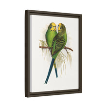 Budgerigar (Melopsittacus undulatus) colored wood-engraved plate by Alexander Francis Lydon