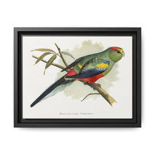 Many-Coloured Parrakeet (Psephotellus varius) colored wood-engraved plate by Alexander Francis Lydon - NOMADEN ART GALLERY