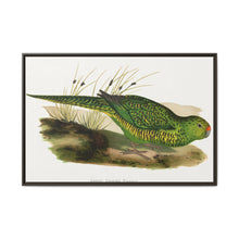 Green Ground Parrot (Pezoporus wallicus) colored wood-engraved plate by Alexander Francis Lydon - NOMADEN ART GALLERY