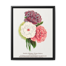 Double Althea in 3 colors lithograph. Digitally enhanced from our own original 1900 edition plates of Botanical Specimen published by Rochester Lithographing - NOMADEN ART GALLERY
