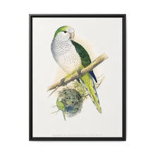 Quaker or Grey-breasted Parrakeet (Myiopsitta monachus) colored wood-engraved plate by Alexander Francis Lydon - NOMADEN ART GALLERY
