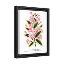 Pink flowers, Weigela lithograph (1900) - NOMADEN ART GALLERY