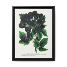 Wachusetts Thornless blackberry lithograph. Digitally enhanced from our own original 1900 edition plates of Botanical Specimen published by Rochester Lithographing - NOMADEN ART GALLERY