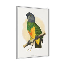 Senegal Parrot (Poicephalus senegalus) colored wood-engraved plate by Alexander Francis Lydon.