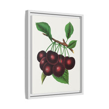 Black Tartarian cherry lithograph. Digitally enhanced from our own original 1900 edition plates of Botanical Specimen published by Rochester Lithographing