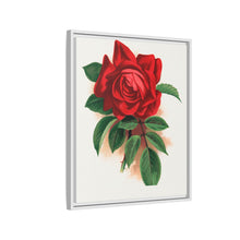 Red rose, Alfred Colomb lithograph. Digitally enhanced from our own original 1900 edition plates of Botanical Specimen published by Rochester Lithographing