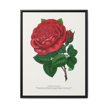 Red rose, American Beauty lithograph. Digitally enhanced from our own original 1900 edition plates of Botanical Specimen published by Rochester Lithographing - NOMADEN ART GALLERY