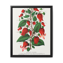 Prunus Triloba flower lithograph. Digitally enhanced from our own original 1900 edition plates of Botanical Specimen published by Rochester Lithographing - NOMADEN ART GALLERY