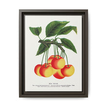 Gov Wood cherry lithograph. Digitally enhanced from our own original 1900 edition plates of Botanical Specimen published by Rochester Lithographing - NOMADEN ART GALLERY