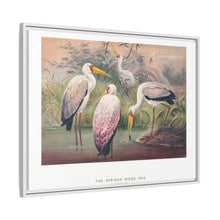 The African Wood Ibis from Zoological sketches (1861-1867) by Joseph Wolf and Philip Lutley Sclater