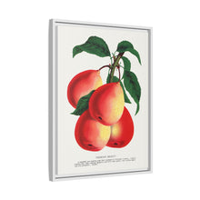 Vermont Beauty pear lithograph. Digitally enhanced from our own original 1900 edition plates of Botanical Specimen published by Rochester Lithographing