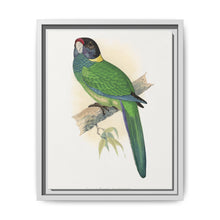Yellow-Naped Parrakeet (Platycercus Baueri) colored wood-engraved plate by Alexander Francis Lydon. - NOMADEN ART GALLERY