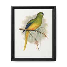 Elegant Parrakeet (Neophema elegans) colored wood-engraved plate by Alexander Francis Lydon - NOMADEN ART GALLERY