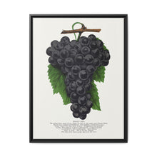 Early Ohio grape lithograph. Digitally enhanced from our own original 1900 edition plates of Botanical Specimen published by Rochester Lithographing - NOMADEN ART GALLERY