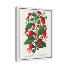 Prunus Triloba flower lithograph. Digitally enhanced from our own original 1900 edition plates of Botanical Specimen published by Rochester Lithographing