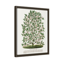 Hardy Magnolia tree lithograph. Digitally enhanced from our own original 1900 edition plates of Botanical Specimen published by Rochester Lithographing