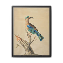 Coracias Benghalensis by Sarah Stone - NOMADEN ART GALLERY
