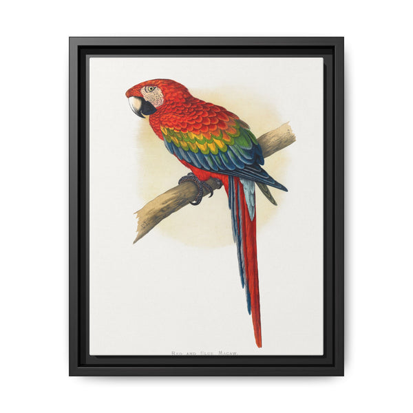 Red and Blue Macaw (Ara macao) colored wood-engraved plate by Alexander Francis Lydon - NOMADEN ART GALLERY