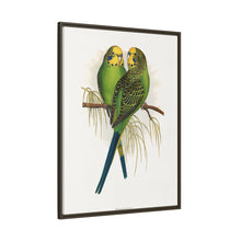 Budgerigar (Melopsittacus undulatus) colored wood-engraved plate by Alexander Francis Lydon