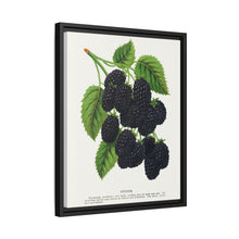 Snyder Blackberry lithograph from Botanical Specimen published by Rochester Lithographing