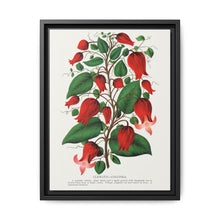 Prunus Triloba flower lithograph. Digitally enhanced from our own original 1900 edition plates of Botanical Specimen published by Rochester Lithographing - NOMADEN ART GALLERY