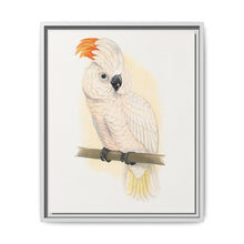Great Salmon-Crested Cockatoo (CACATUA MOLUCCENSIS) colored wood-engraved plate by Alexander Francis Lydon. - NOMADEN ART GALLERY