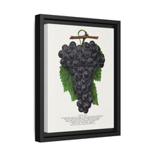 Early Ohio grape lithograph. Digitally enhanced from our own original 1900 edition plates of Botanical Specimen published by Rochester Lithographing - NOMADEN ART GALLERY