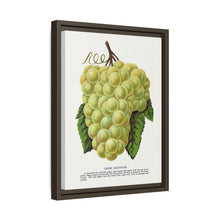 Green Mountain grape lithograph. Digitally enhanced from our own original 1900 edition plates of Botanical Specimen published by Rochester Lithographing