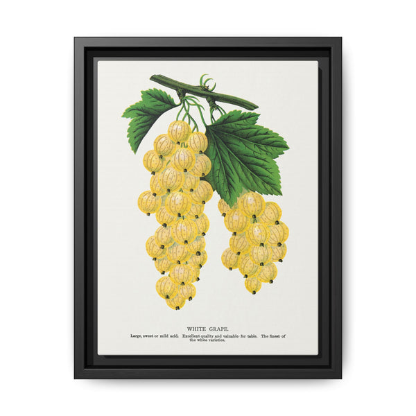 White grape lithograph. Digitally enhanced from our own original 1900 edition plates of Botanical Specimen published by Rochester Lithographing - NOMADEN ART GALLERY