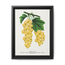 White grape lithograph. Digitally enhanced from our own original 1900 edition plates of Botanical Specimen published by Rochester Lithographing - NOMADEN ART GALLERY