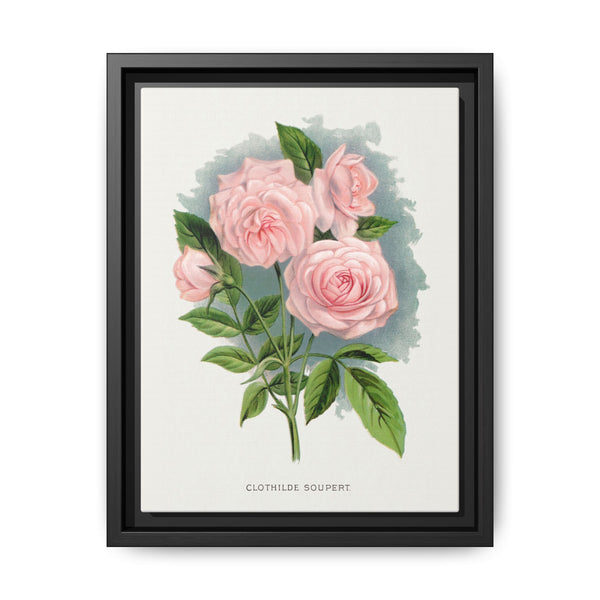 Pink rose, Clothilde Soupert lithograph. Digitally enhanced from our own original 1900 edition plates of Botanical Specimen published by Rochester Lithographing - NOMADEN ART GALLERY