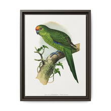 Golden-Crowned Parrakeet (Cyanoramphus auriceps) colored wood-engraved plate by Alexander Francis Lydon - NOMADEN ART GALLERY