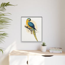 Blue and Yellow Macaw (Ara ararauna) colored wood-engraved plate by Alexander Francis Lydon