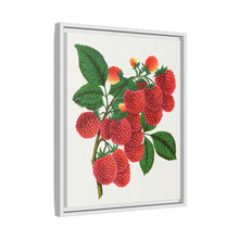 Shaffer's Colossal Raspberry Lithograph (1900)