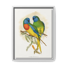 Splendid Parrakeet (Neophema splendida) colored wood-engraved plate by Alexander Francis Lydon - NOMADEN ART GALLERY