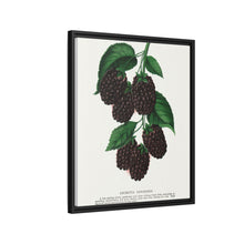 Lucretia Dewberry lithograph. Digitally enhanced from our own original 1900 edition plates of Botanical Specimen published by Rochester Lithographing