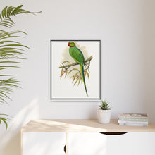 Ring-Necked or Bengal Parakeet (Psittacula columboides) colored wood-engraved plate by Alexander Francis Lydon