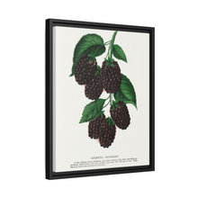 Lucretia Dewberry lithograph. Digitally enhanced from our own original 1900 edition plates of Botanical Specimen published by Rochester Lithographing