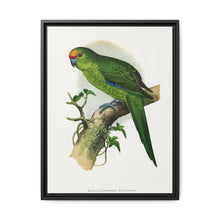 Golden-Crowned Parrakeet (Cyanoramphus auriceps) colored wood-engraved plate by Alexander Francis Lydon - NOMADEN ART GALLERY