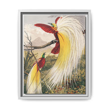 Birds of Paradise: Vintage Natural History Art by Benjamin Fawcett (1808 - 1893) - NOMADEN ART GALLERY
