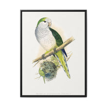 Quaker or Grey-breasted Parrakeet (Myiopsitta monachus) colored wood-engraved plate by Alexander Francis Lydon - NOMADEN ART GALLERY